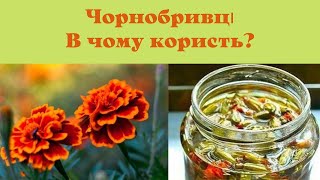 Чорнобривці. В чому їх користь?