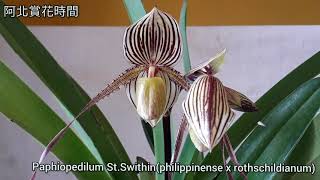 賞花時間 拖鞋蘭 Paphiopedilum St.Swithin (philippinense x rothschildianum) Orchidaceae