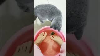 猫都喜欢喝洗脚水吗？