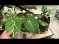 exciting houseplant finds at lowes plant shopping big box store planty vlog