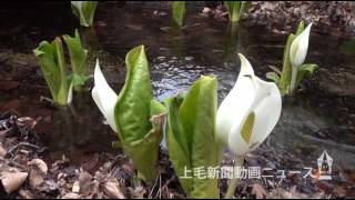 春の花 お出迎え　渋川・赤城自然園が開園