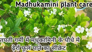 तपती गर्मी मे मधुकामिनी  के पौधे मे ढ़ेरों फूल पाने का सीक्रेट || Madhukamini Plant Care /Kamini