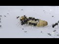 formicarium with removable nest and messor barbarus harvester ants