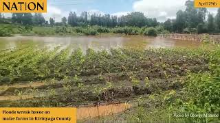 Floods wreak havoc on maize farms in Kirinyaga County