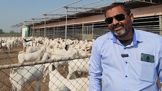 High Quality Weight Gainer Sojat Goats Ka Samundar At AD Goat Farm Gujarat | Full Tour Introduction