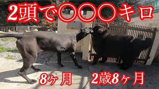 愛犬が重すぎる😂ww 超大型犬 ニューファンドランド グレートデーン ハピー newfoundlanddog Great Danedog giantdog BOSS＆Queen 渡辺ボス