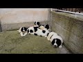 landseer puppies for sale by euro puppy