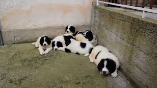 Landseer puppies for sale by Euro Puppy