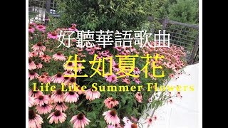 超好聽華語歌曲「生如夏花」- 深夜食堂揷曲 Beautiful Chinese Song - Life Like Summer Flowers