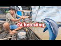 Câu cá heo sông | Khói Bếp - Tv 165#