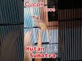 Cucak Rawa SUMATRA Body SUPER Anakan Rp.10jt Wa.083846278707