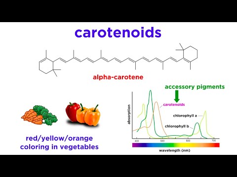 Where is pigment located in plant cells?