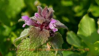 里山散歩　春の兆しをぽつぽつと、雑草の花など　　2022. 2. 1～2.　　（4K）