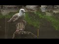 caspian gull larus cachinnans