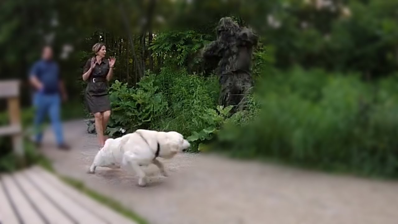 Bushman Ghillie Suit Prank Funny Scare Pranks Youtube Bushman Ghillie Suit Prank Funny Scare Pranks Youtube