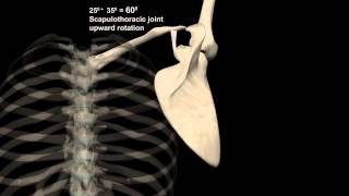 Scapulohumeral Rhythm Shoulder Abduction with Muscular Analysis