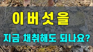 이버섯을  지금 채취해도 되나요??