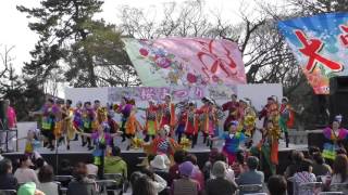 2016 かほく桜まつり 総踊り 「舞桜」