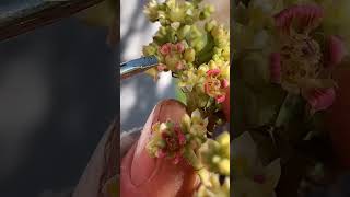 Determine male and female mango flowers with Tropical Acres mango farm. Video by BackyardMangoes