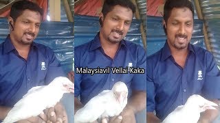 White KaKa வெள்ளை காகம் வெள்ள காக்கா இருக்குன்னு சொன்னா யார் நம்பறிங்க...!