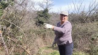 Seguimos con la tarea en el huerto