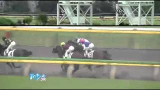 2013年 2歳新馬 / ブルーボサノヴァ