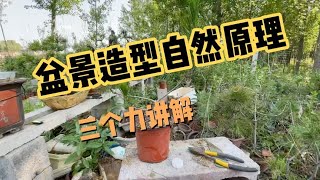 LIVE-制作一棵小赤松，盆景造型的自然力学原理，今天讲一下