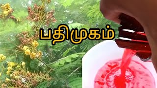 இப்படியும் ஒரு மரமா? பதிமுகம் Biancaea sappan tree | indian red wood |#jailer