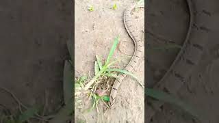 common kukri snake non venomous #SubrataKayalanimalslover #youtube #snake #samiranbarik #snakebight