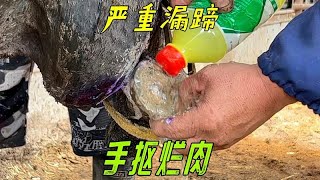 手抠烂肉除病灶！奄奄一息的黑驴外伤露骨蹄子烂，极力抢救！