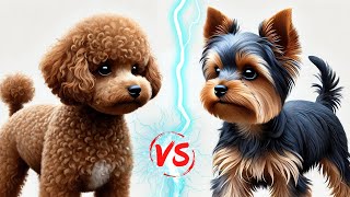 Toy Poodle vs. Yorkshire Terrier: Comparison