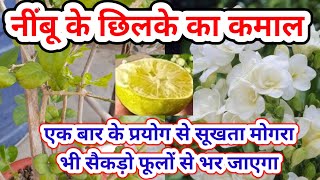 मोगरा का पौधा ढेरों फूल और कलियों से भर जाएगा| Mogra plant care.Jasmine . Mogra plant growing tips