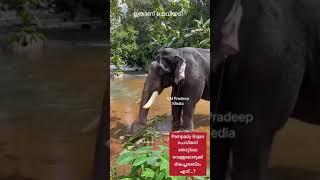 Pampadi Rajan ചെവിയടി ഒഴുക്കു വെള്ളം മികച്ച ശബ്ദം ഏത് https://www.youtube.com/c/VMPRADEEP#shorts