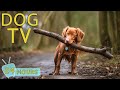 DOG TV: Deeply Video Entertain for Stres & Anxiety  Relief for Dogs When Home Alone - Music for Dogs