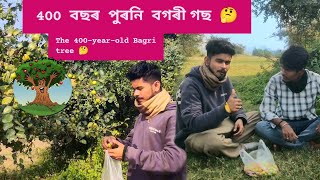 বগোরি খাবো গোলু 400 বছঃ পুনি 🤤 || 400 বছরের পুরনো বাগরি গাছ 😱🤔 @Tanmaybania-AS