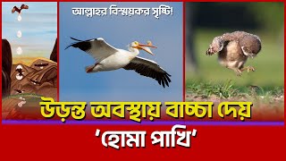 উড়ন্ত অবস্থায় বাচ্চা দেয়া আল্লাহর বিস্ময়কর সৃষ্টি ‘হোমা পাখি'। Homa Birds | ডেইলি ইনফো-Daily Info