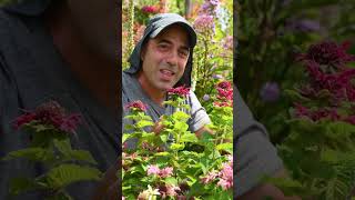 Bee Balm (Monarda) - A Long-Blooming Delight for Pollinators of All Sorts!