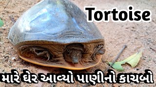 મારા ઘેર આવ્યો પાણીનો કાચબો | Tortoise video