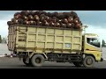 oil palm harvest in central kalimantan