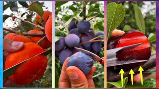 😍Farm Fresh Ninja Fruit Cutting (Oddly Satisfying Fruit Ninja) #01