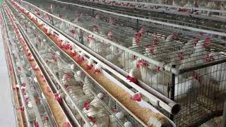 5000 Layer Poultry Farming l Cages l investment l Profit l