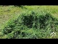 Сенокос Заготовка сена Как заготовить сено разнотравье haymaking