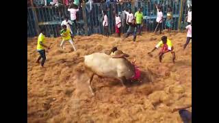 நார்த்தாமலை ஜல்லிக்கட்டு Narthamalai jallikattu