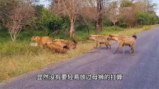 落单的母狮遭到鬣狗群掏肛，就在母狮危难之际，狮群及时赶到！