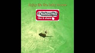 Baby mouse playing #No fear of death # No tension / stress # Real mickey mouse #shorts