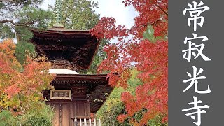 【お寺巡り】常寂光寺＜BGMなし＞ Autumn leaves,  Jojakko-Ji in Kyoto