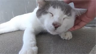 猛烈に甘えて前足をフミフミしてきた猫島の島猫が愛くるしい