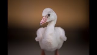 Meet the fluffy flamingos that have hatched at Chester Zoo