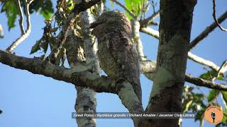 Great Potoo Nyctibius grandis Richard Amable Jacamar Club Library