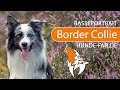 ► Border Collie [2021] History, Appearance, Temperament, Training, Exercise, Care & Health